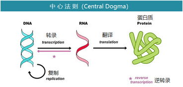 营养的力量,足以调控基因 深度营养系列 三